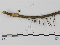 登錄號:F0010899藏品圖，第3張