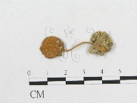 登錄號:F0010900藏品圖，第1張