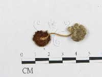 登錄號:F0010900藏品圖，第3張