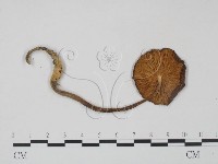 登錄號:F0010901藏品圖，第1張