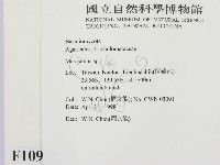 小皮傘屬藏品圖，第2張