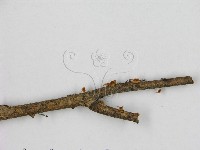 小皮傘屬藏品圖，第3張