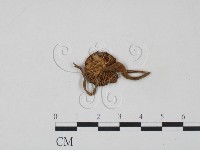 登錄號:F0010906藏品圖，第3張
