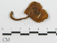 登錄號:F0010908藏品圖，第1張