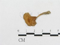 登錄號:F0010910藏品圖，第1張