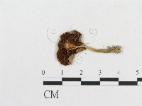 登錄號:F0010910藏品圖，第3張