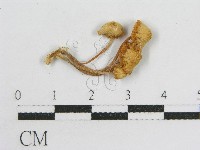 登錄號:F0010911藏品圖，第3張