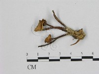 登錄號:F0010912藏品圖，第1張