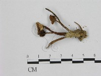 登錄號:F0010912藏品圖，第3張