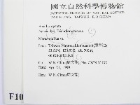 微皮傘屬藏品圖，第2張
