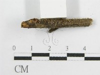 微皮傘屬藏品圖，第4張