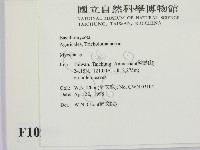 小菇屬藏品圖，第2張