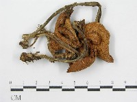 登錄號:F0010916藏品圖，第1張