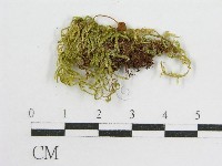 登錄號:F0010921藏品圖，第1張