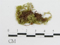 登錄號:F0010921藏品圖，第3張