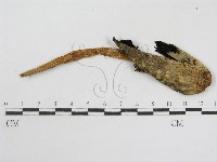 登錄號:F0010922藏品圖，第1張