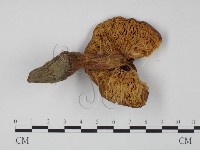 登錄號:F0010923藏品圖，第3張