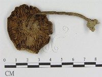 登錄號:F0010925藏品圖，第3張