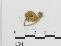登錄號:F0010926藏品圖，第1張