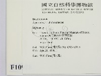 小菇屬藏品圖，第2張