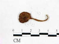 登錄號:F0010929藏品圖，第1張
