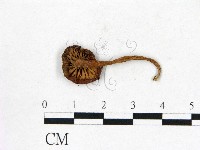 登錄號:F0010929藏品圖，第3張