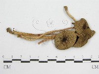 鬼傘屬藏品圖，第4張