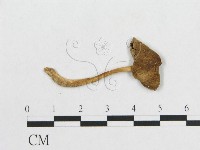 登錄號:F0010931藏品圖，第1張