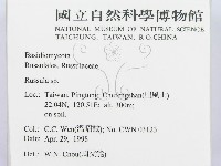 紅菇屬藏品圖，第2張