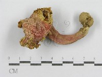 紅菇屬藏品圖，第1張