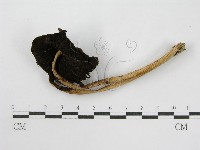 登錄號:F0010934藏品圖，第4張