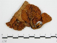 登錄號:F0010936藏品圖，第1張