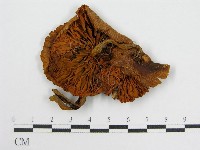 登錄號:F0010936藏品圖，第4張