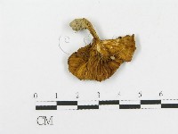 登錄號:F0010937藏品圖，第1張