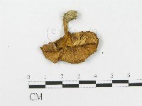 登錄號:F0010937藏品圖，第3張