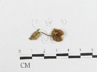登錄號:F0010938藏品圖，第1張
