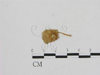 登錄號:F0010939藏品圖，第1張