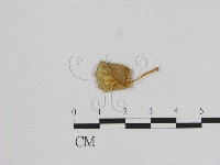登錄號:F0010939藏品圖，第3張