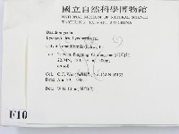 頭狀禿馬勃藏品圖，第2張