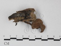登錄號:F0010943藏品圖，第1張