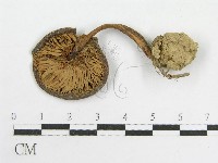 粉褶菌屬藏品圖，第1張