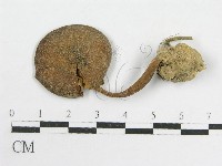 粉褶菌屬藏品圖，第3張