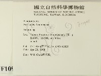 鵝膏屬藏品圖，第2張