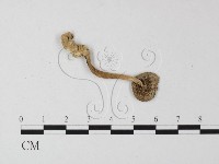 鵝膏屬藏品圖，第3張