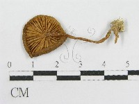 粉褶菌屬藏品圖，第1張