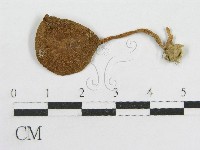 粉褶菌屬藏品圖，第3張