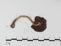 登錄號:F0010948藏品圖，第1張