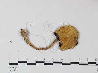 登錄號:F0010948藏品圖，第3張