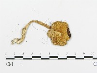 登錄號:F0010948藏品圖，第5張