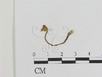 登錄號:F0010949藏品圖，第1張